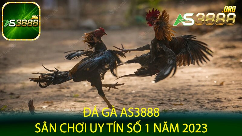 Đá gà AS3888 -Daga AS388 - Sân chơi uy tín số 1 năm 2023