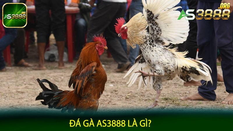 Đá gà AS3888 là gì?